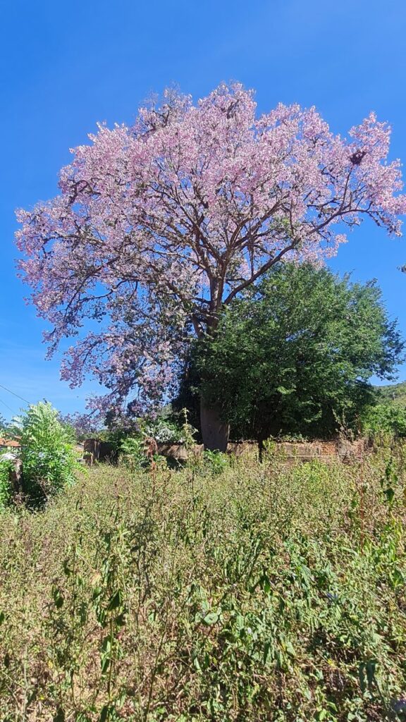 Ipê florido em Morro do Chapéu