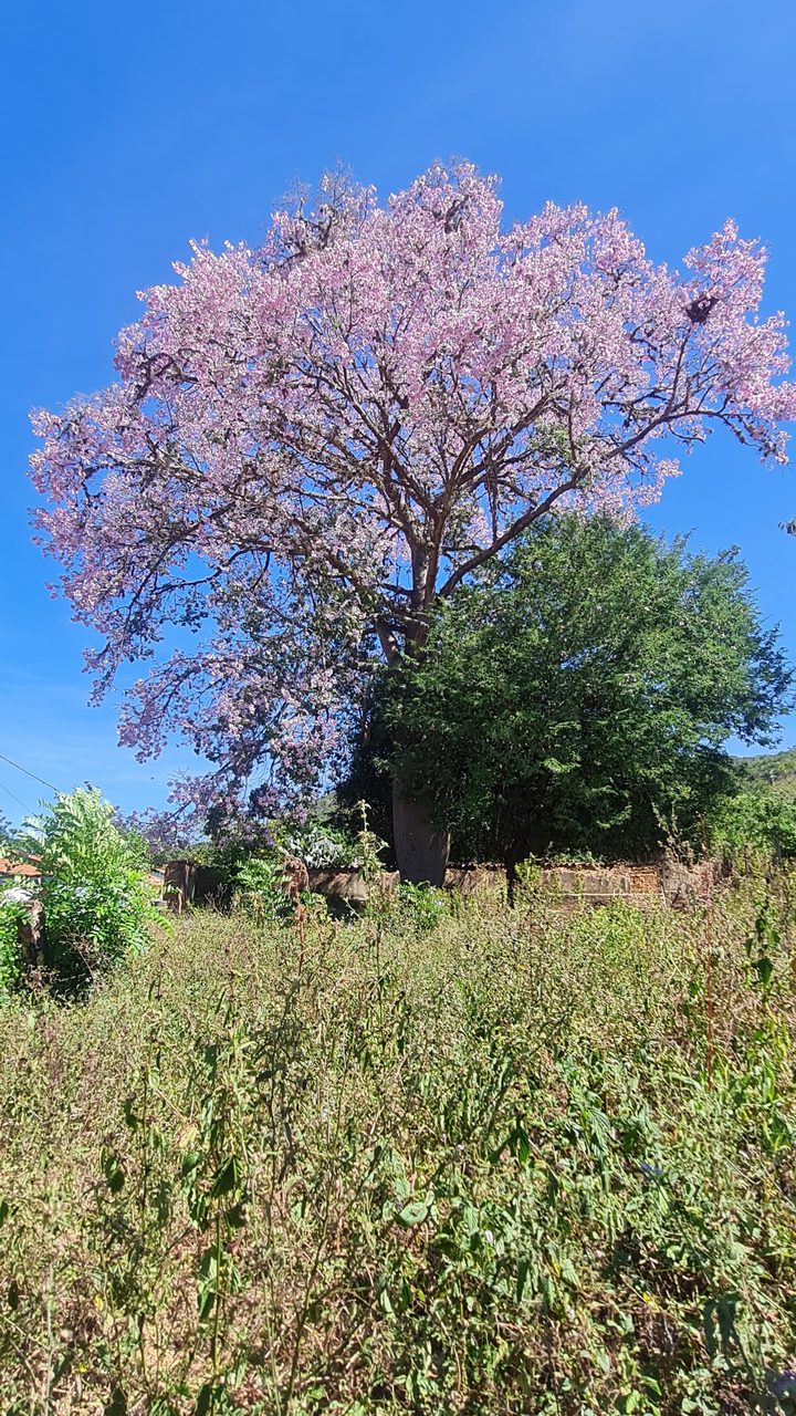 Ipê florido em uma rua de Morro do Chapéu