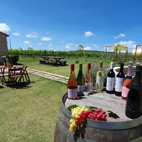 Garrafas da Vinícola Vaz e uvas sobre um barril, no gramado diante do vinhedo