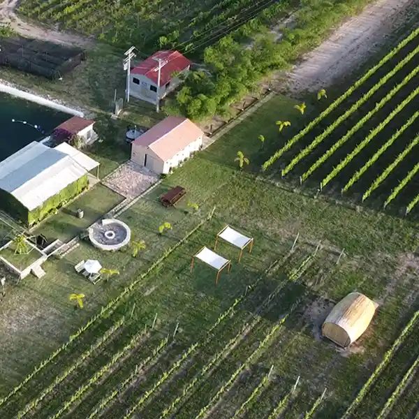 Vista aérea da Vinícola Vaz, com as construções e as fileiras do vinhedo